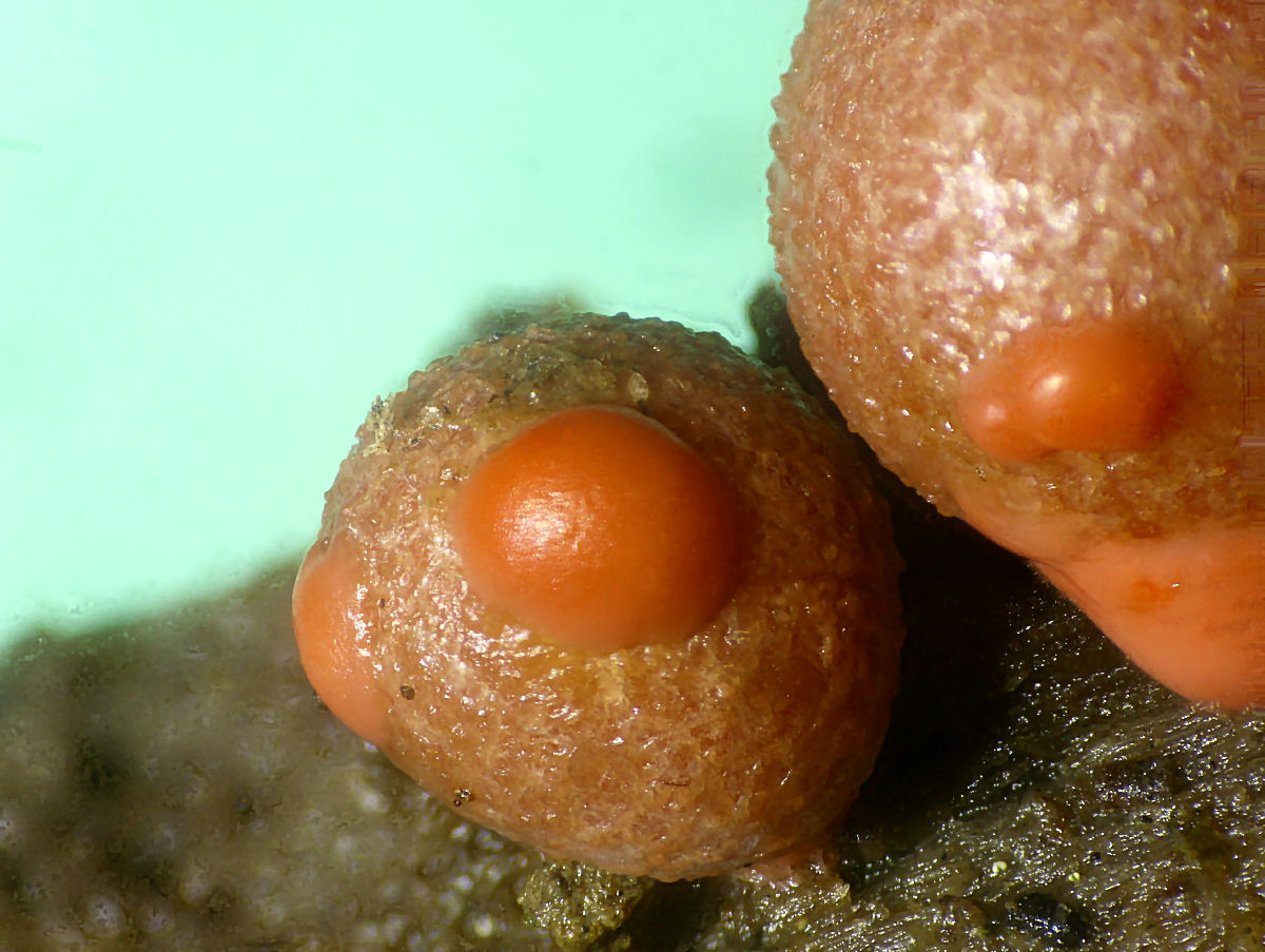 che mixomicete  ?  - Lycogala sp.